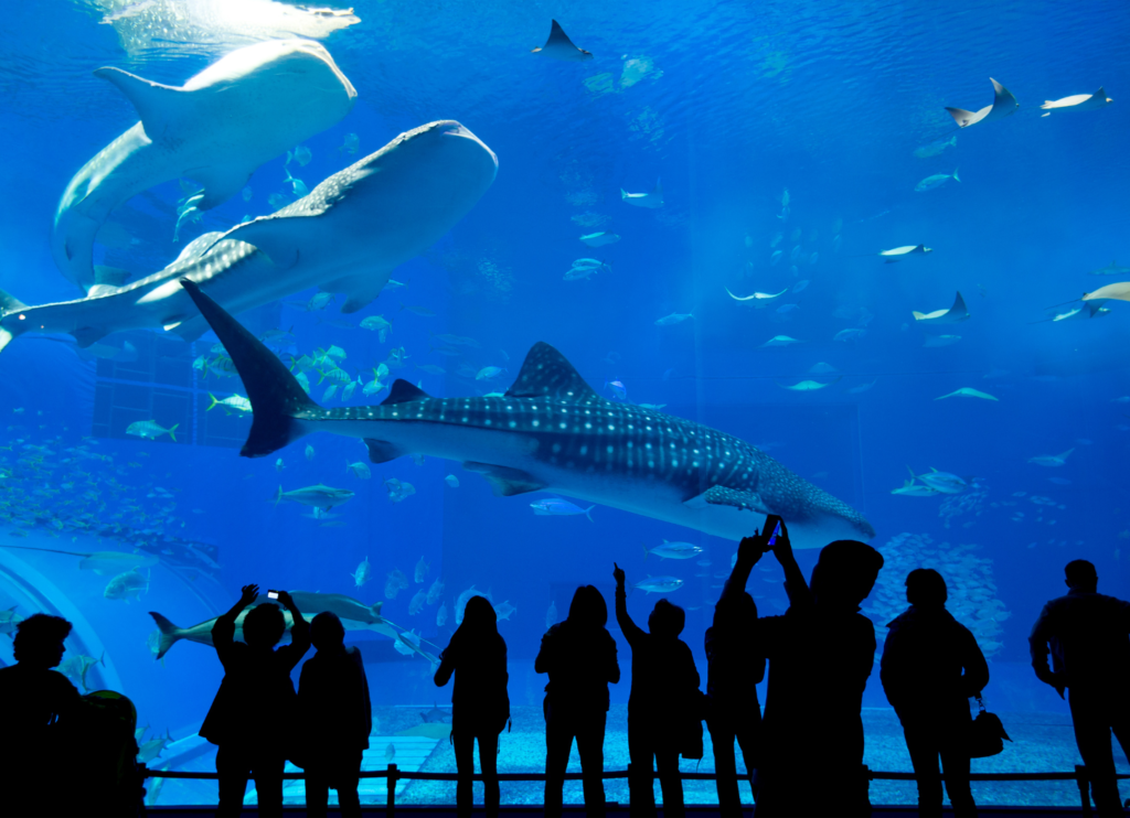 美ら海水族館