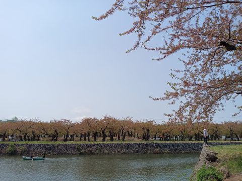 五稜郭の桜