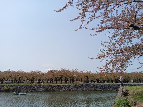 五稜郭の桜