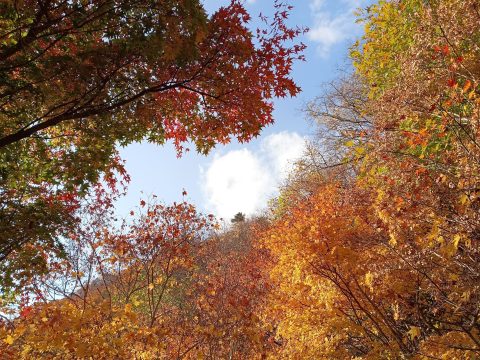 北海道の秋　定山渓の紅葉